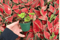 Peperomia Hope 2 Live Starter Plants (Bare Root) - 2-Inch Nursery Size