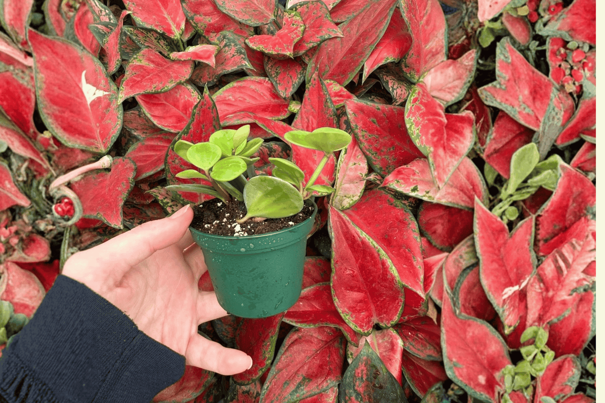 Peperomia Hope 2 Live Starter Plants (Bare Root) - 2-Inch Nursery Size