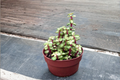 Variegated Elephant Bush Portulacaria afra Live Plant - 3" or 4.5" Rooted Cutting, Pet Safe