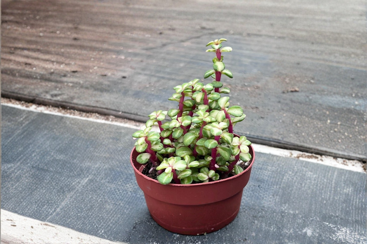 Variegated Elephant Bush Portulacaria afra Live Plant - 3" or 4.5" Rooted Cutting, Pet Safe