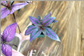 Purple Persian Shield Strobilanthes dyerianus - 4.5 Inch Fully Rooted Live Plant