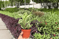 Variegated Peperomia obtusifolia - 2 Live Plants in 4-Inch Pots