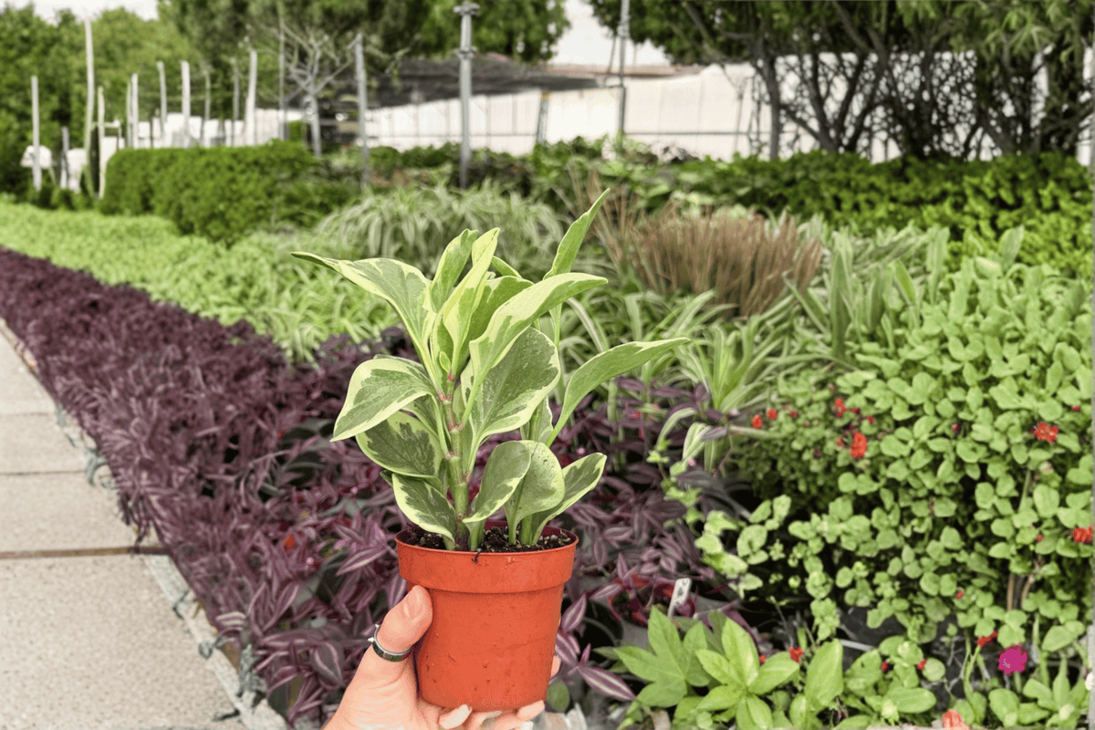 Variegated Peperomia obtusifolia - 2 Live Plants in 4-Inch Pots