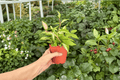 Hoya Krimson Princess Live Plant – 2 Bare Root Plants (Hoya carnosa 'Krimson Princess')
