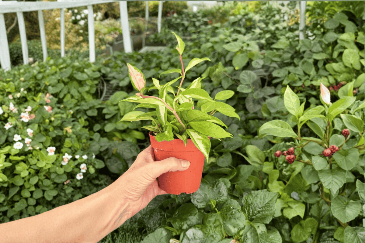 Hoya Krimson Princess Live Plant – 2 Bare Root Plants (Hoya carnosa 'Krimson Princess')