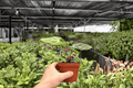 Anthurium Silver Blush x Dorayaki Live Plants - 4-Inch Pots (2 Count)