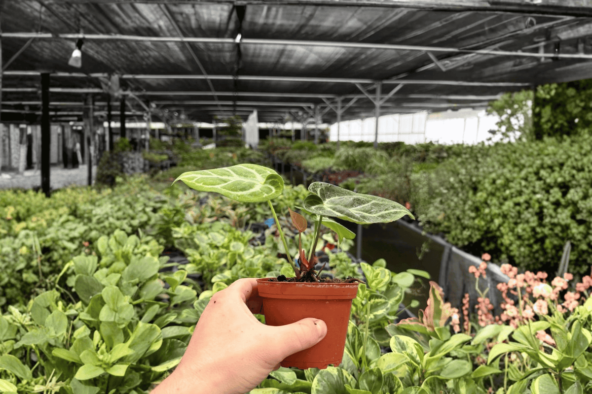 Anthurium Silver Blush x Dorayaki Live Plants - 4-Inch Pots (2 Count)