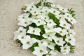 White Kousa Dogwood Tree - 4–5 Ft Live in 3 Gal Pot (Cornus kousa)