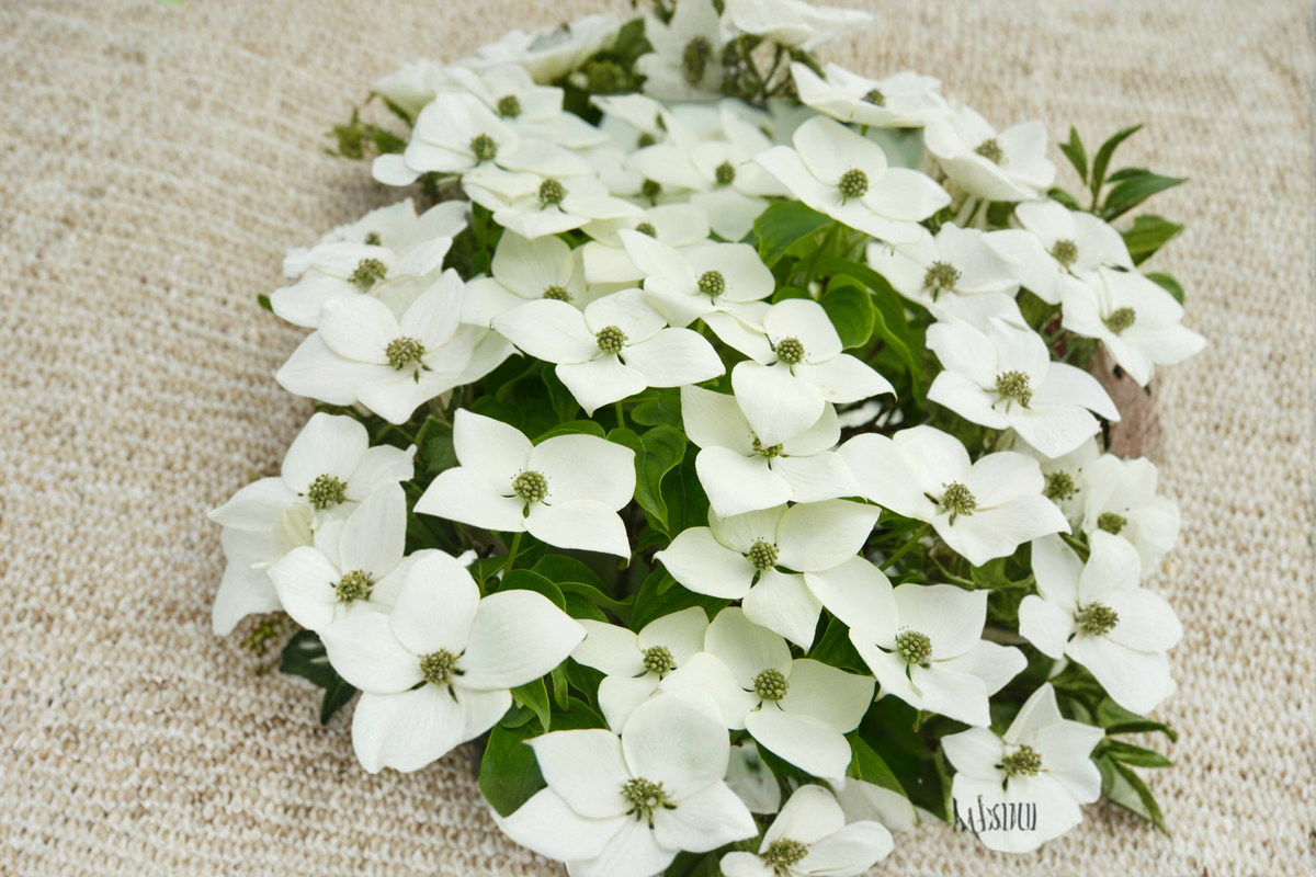 White Kousa Dogwood Tree - 4–5 Ft Live in 3 Gal Pot (Cornus kousa)