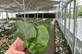 Rhaphidophora korthalsii Starter Plants — 2 Live Bare-Root Climbing Aroids