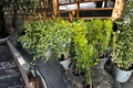 Red Finger Lime Tree KB-8 Grafted 2 ft Tall – Citrus australasica Live Plant