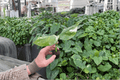 Variegated Monstera lechleriana Starter Plants (2) Bare Root – Variegata