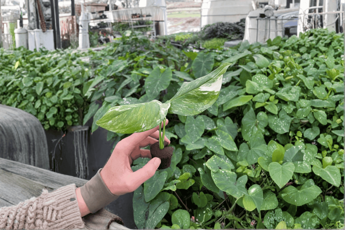 Variegated Monstera lechleriana Starter Plants (2) Bare Root – Variegata
