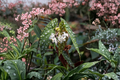 Begonia maculata Polka Dot Begonia Live Starter Plant or Rooted Cutting