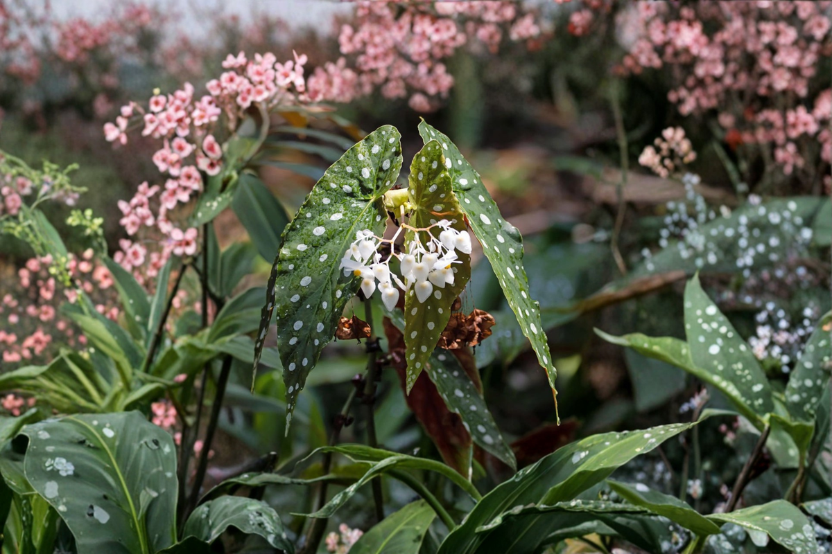 Begonia maculata Polka Dot Begonia Live Starter Plant or Rooted Cutting