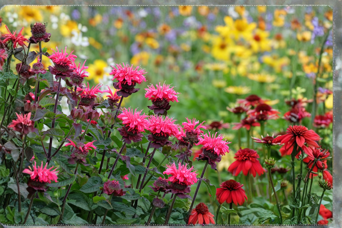 Bee Balm Monarda - 5 Live Mixed Color Plants (Bergamot) Perennial