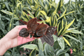 Ludochilus 'Sea Turtle' Jewel Orchid Starter Plants - 2 Bare Root
