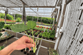 Alocasia macrorrhiza Starter Plants (2) – Bare Root in Soil Pod