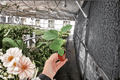 El Capitolio Orange Hibiscus Starter Plants (2) – Bare Root