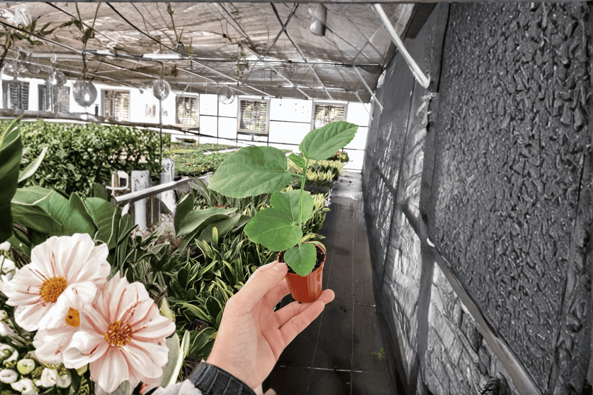 El Capitolio Orange Hibiscus Starter Plants (2) – Bare Root