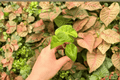 Alocasia Portora Aurea Starter Plants - 2 Exact Live Plants