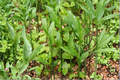 Myoga Ginger Live Rhizomes – 2 oz Fresh Zingiber mioga
