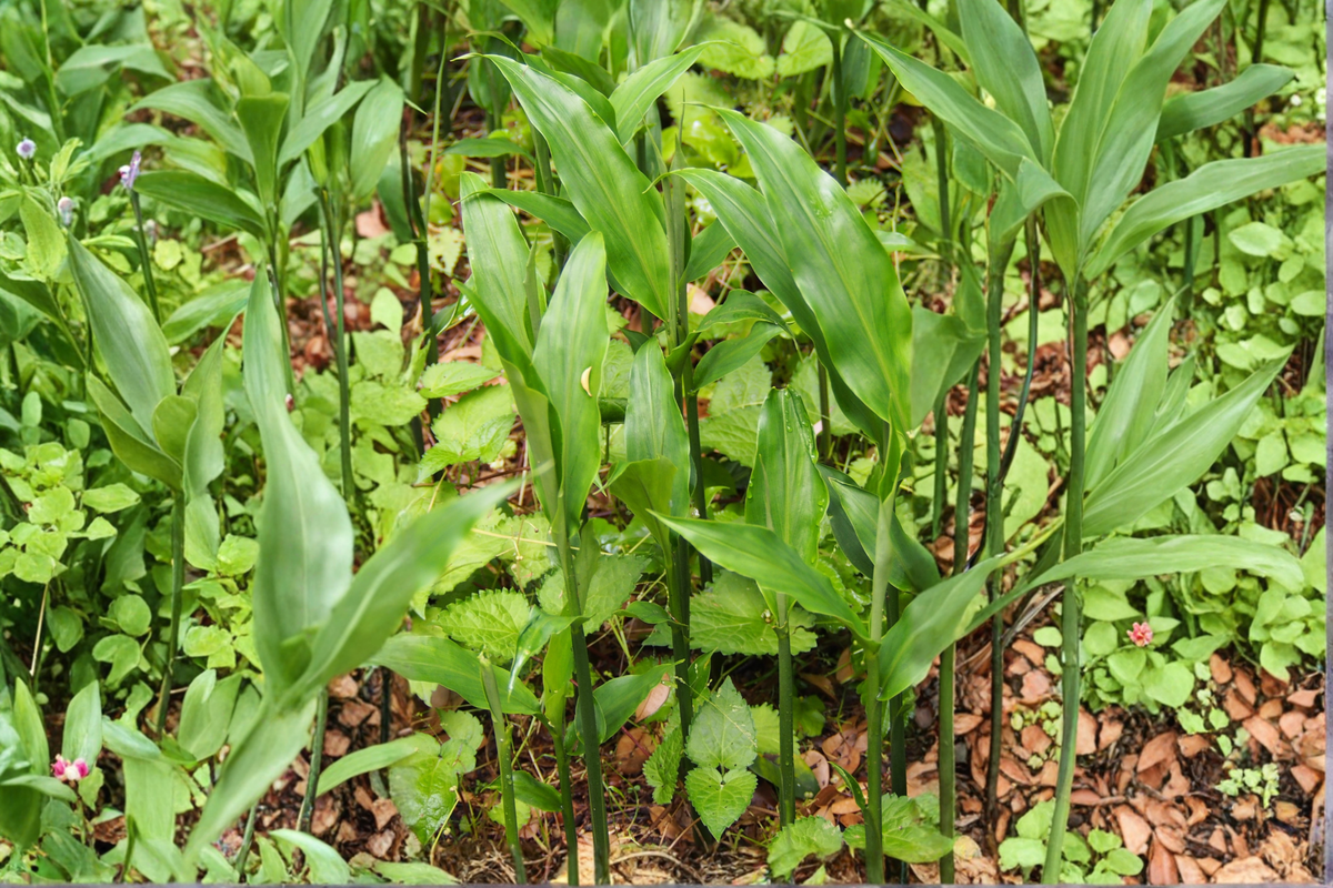 Myoga Ginger Live Rhizomes – 2 oz Fresh Zingiber mioga