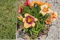 Daylily Moon Music Bare Root Plants - 3 Plants