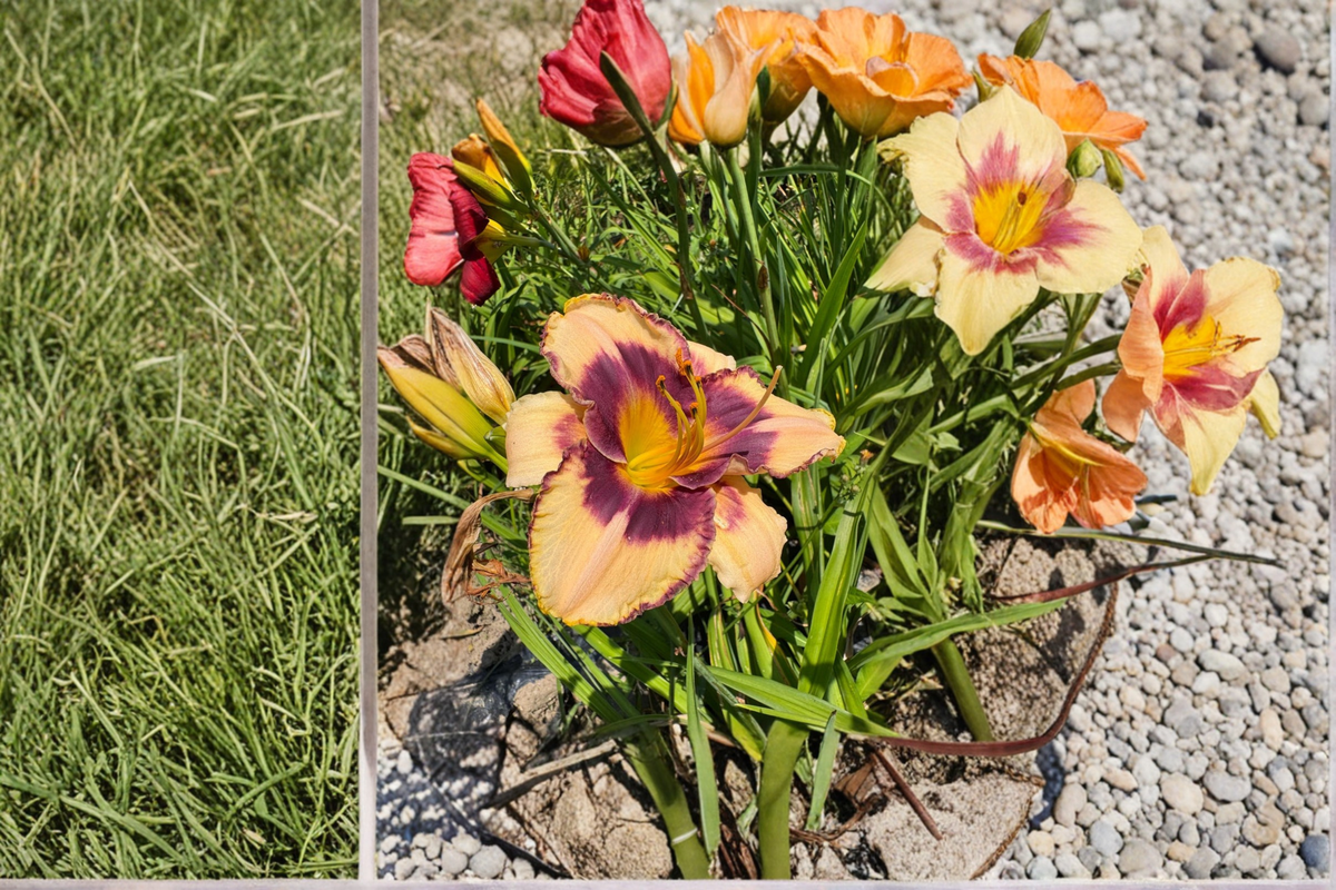Daylily Moon Music Bare Root Plants - 3 Plants
