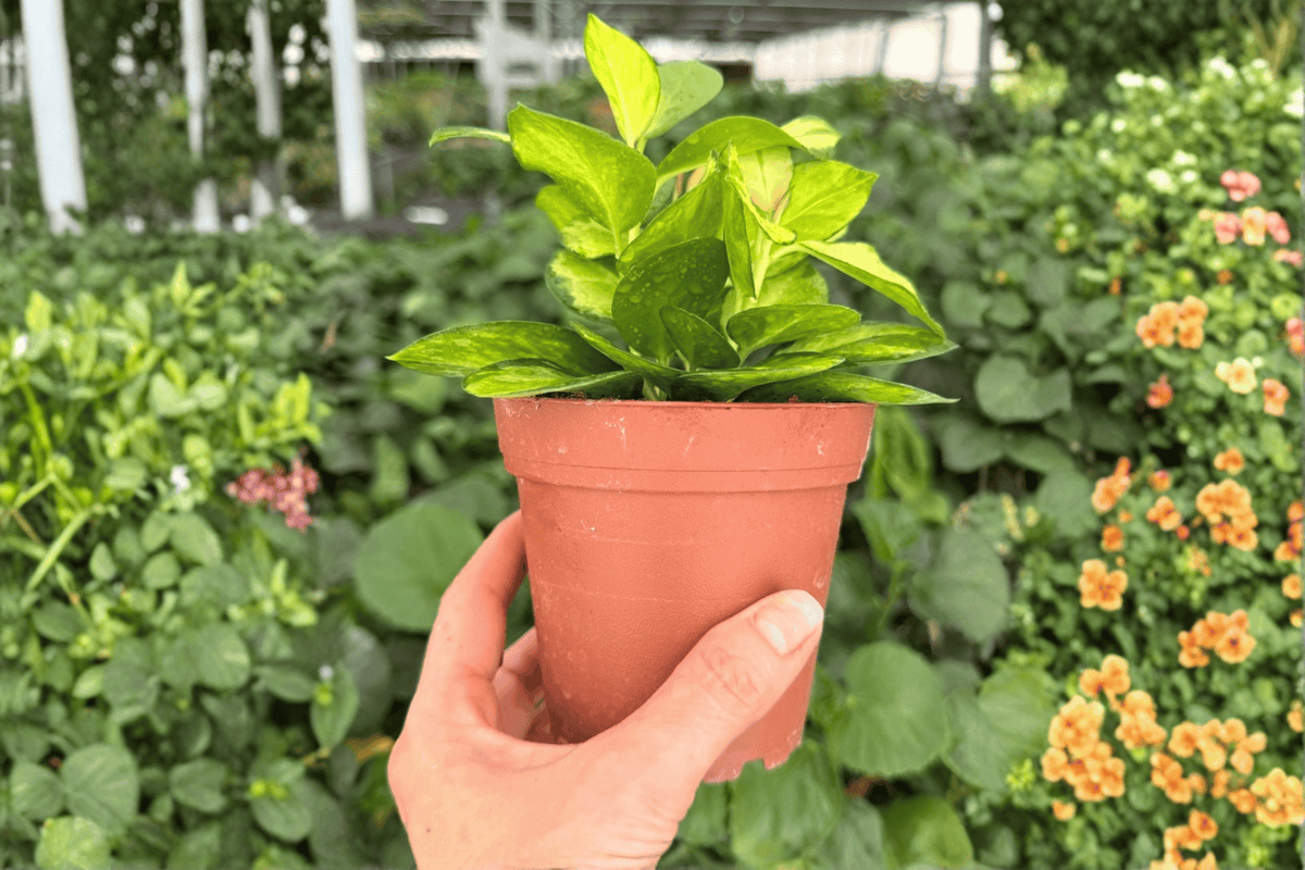 Hoya australis ‘Lisa’ - 2 Exact Live Plants in 4-Inch Pots