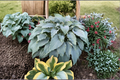 Wind Beneath My Wings Hosta — 3-Inch Pot Starter Plant, Variegated Green White Leaves