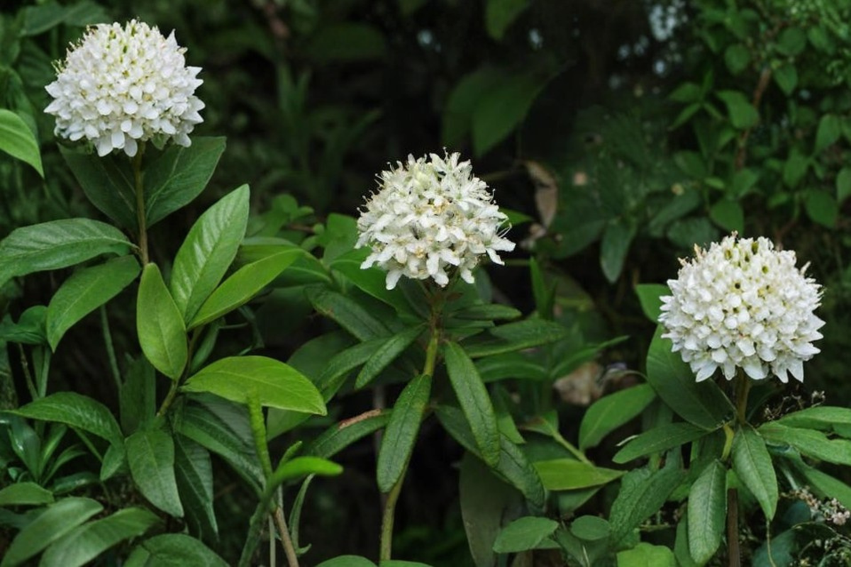 Labrador Tea Live Plant - Rhododendron groenlandicum | One Live Starter Plant