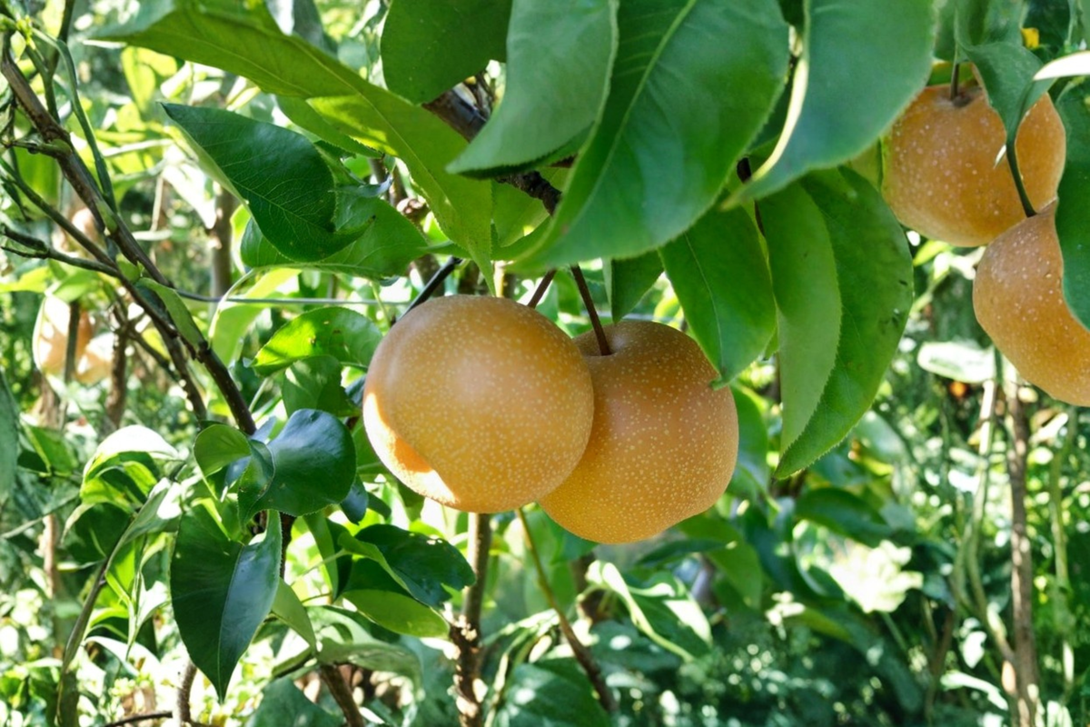 Shinseiki Asian Pear Tree - Grafted Self-Pollinating Tall Established Tree