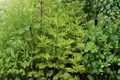 Mugwort Artemisia vulgaris - 2 Live Plants, 12–18" Tall