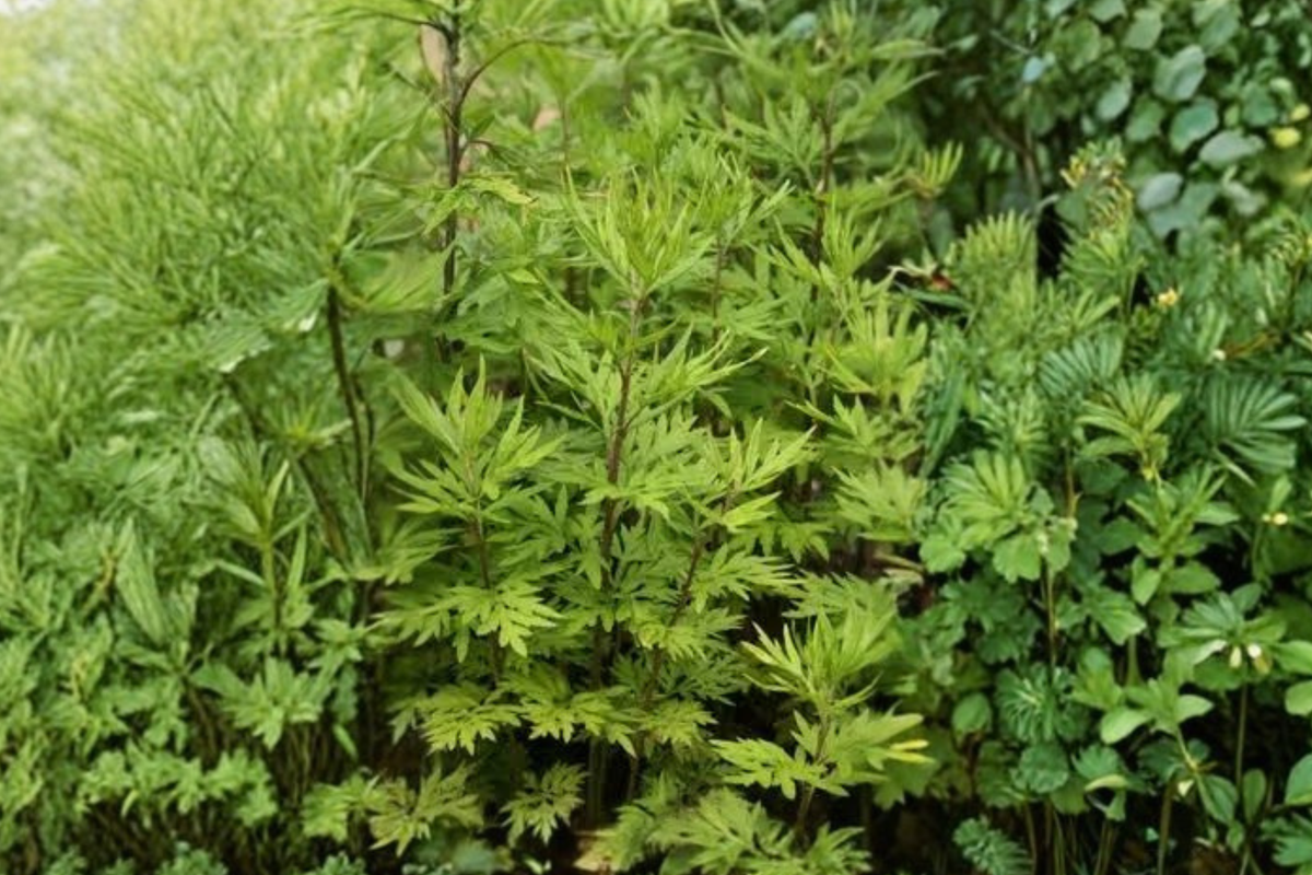 Mugwort Artemisia vulgaris - 2 Live Plants, 12–18" Tall