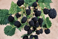 Arapaho Thornless Blackberry Seeds - 30 Seed Pack for Edible Garden