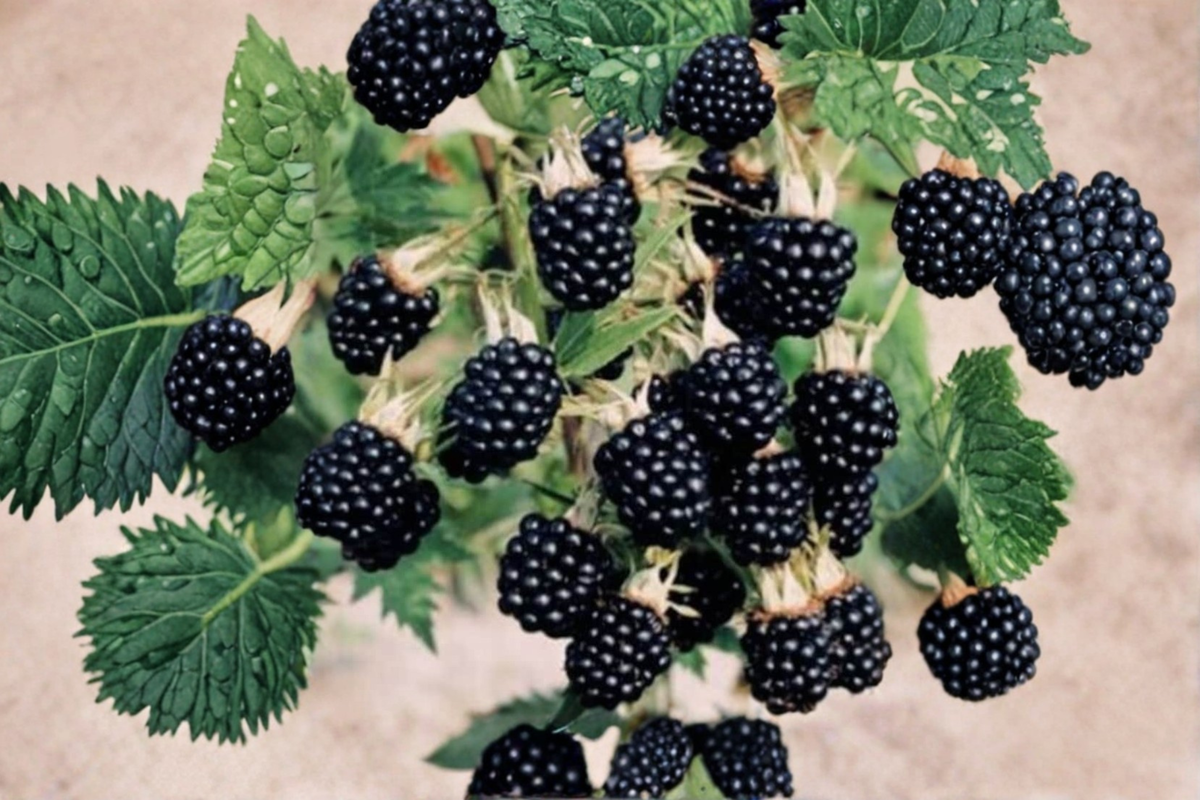 Arapaho Thornless Blackberry Seeds - 30 Seed Pack for Edible Garden