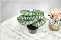 Alocasia Silver Dragon 4-Inch Rooted Live Plant | Rare Tropical Houseplant