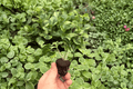 Alocasia Loco Starter Plants (2) – Bare Root, 2-Inch Nursery Pot Size