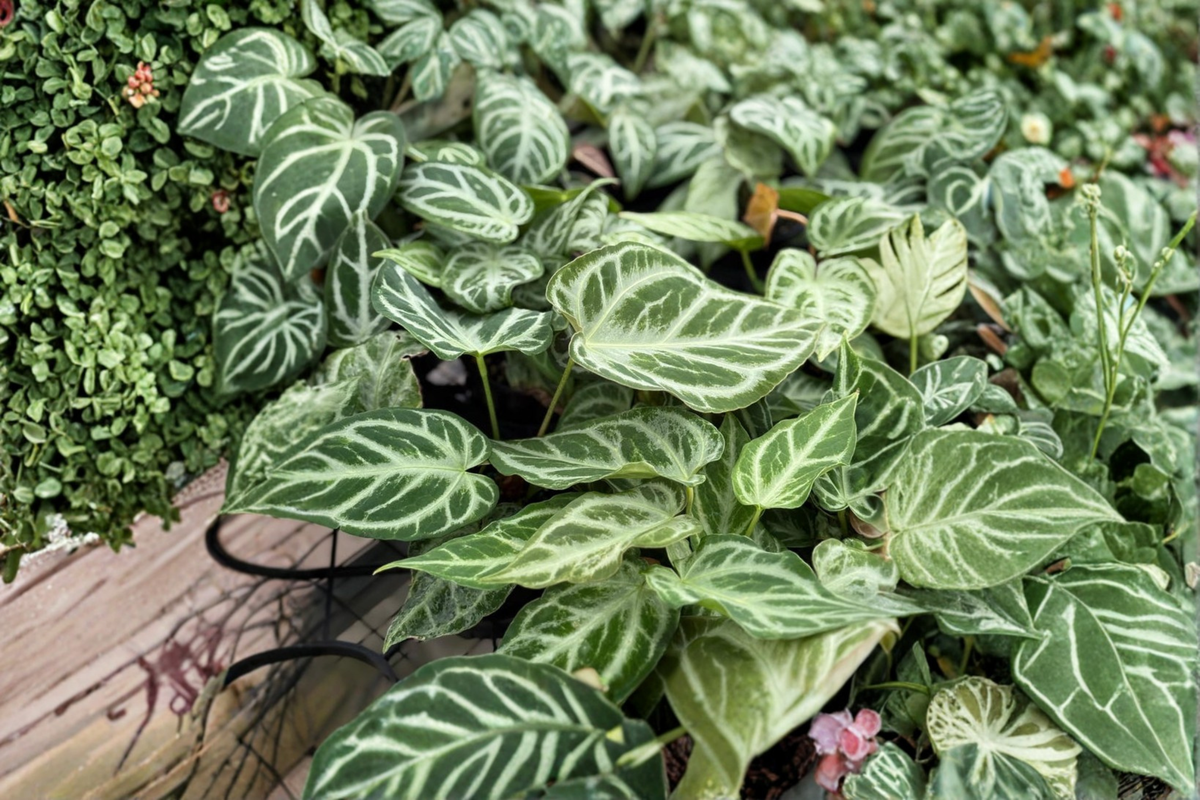 Anthurium Silver Blush Mint Live Plant - 4-Inch Pot