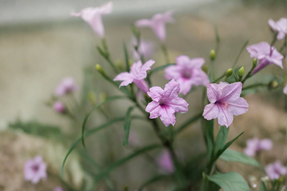 Dwarf Ruellia (Ruellia simplex) - 3 Live Starter Plants, Pink Flowers