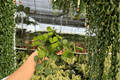 Peperomia Hope Live Plants - 2 Pack, 4-Inch Pot—Fully Rooted