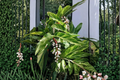 Ginger Cardamom Live Plant (Alpinia nutans) in 2.5-Inch Pot | Shellflower