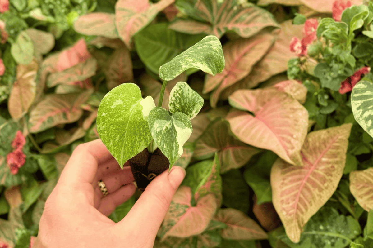 Monstera Legacy Monstera deliciosa ‘Legacy’ Live Starter Plants — 2-Pack