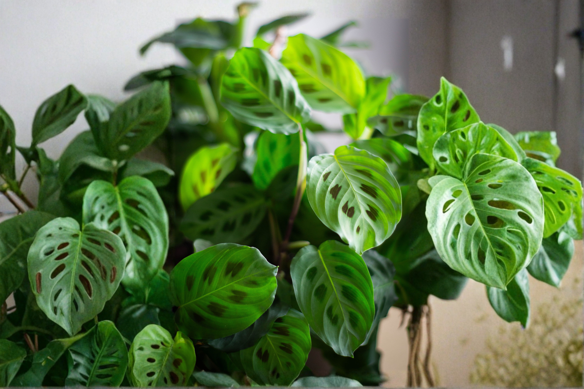 Prayer Plant Live Houseplant Maranta leuconeura - 4" Pot