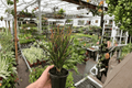 Picasso's Paintbrush Croton Live Plants - 2 Pack in 4-Inch Pots