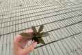 Philodendron linnaei Starter Plants (2) Bare Root – Tropical Foliage