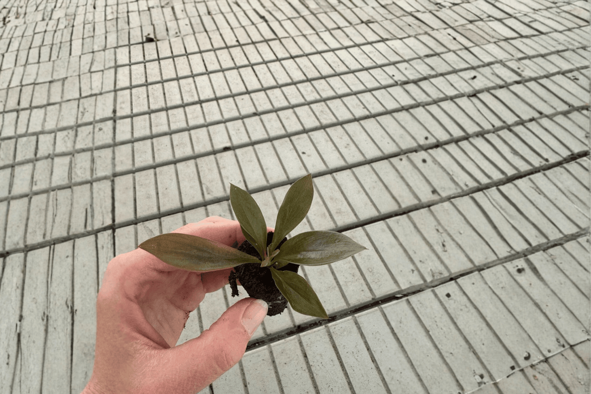 Philodendron linnaei Starter Plants (2) Bare Root – Tropical Foliage