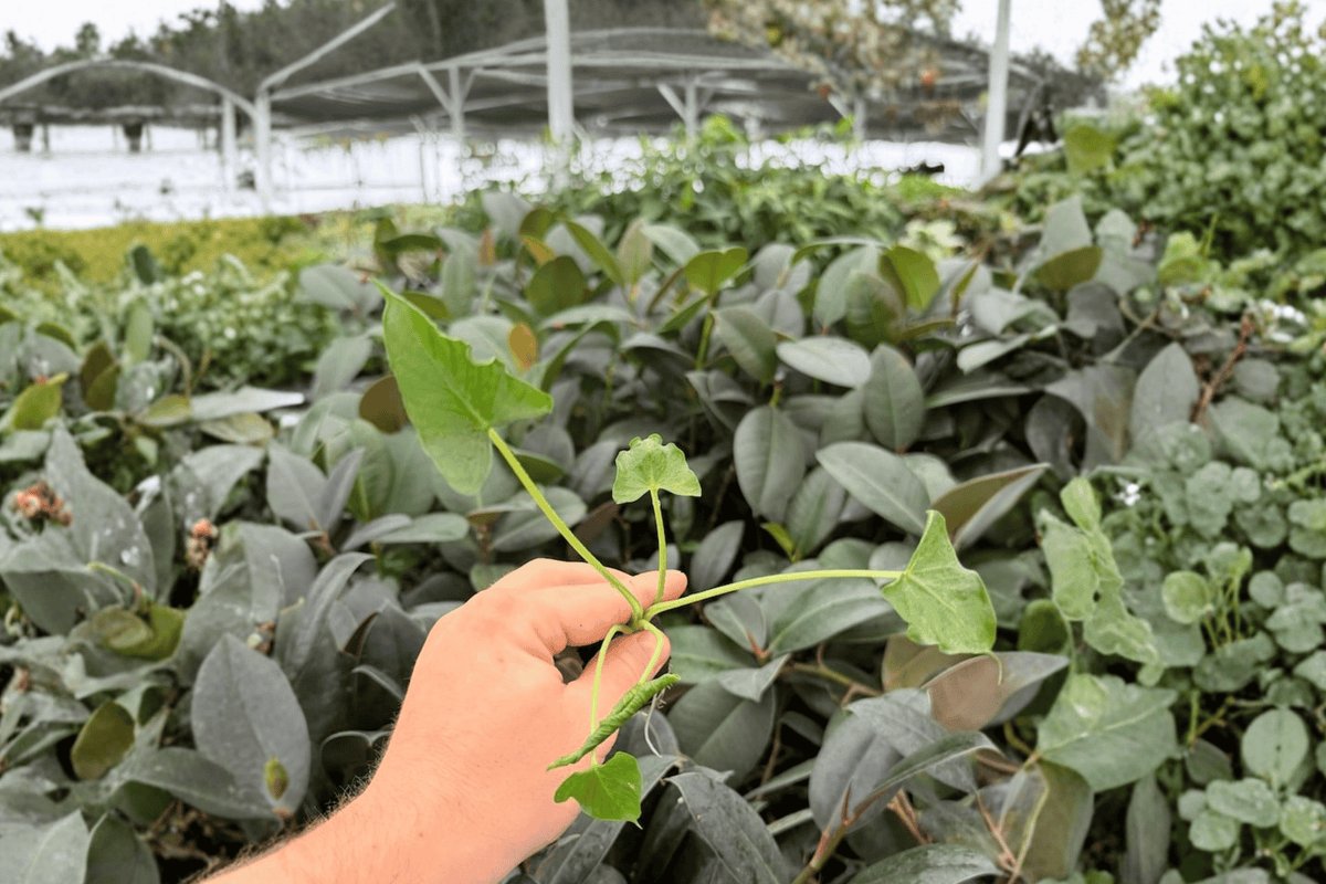 Alocasia Triangularis Live Starter Plants – 2-Pack, Bare Root, 2-Inch Starter Size