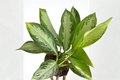 Aglaonema Silver Bay Starter Plant | Chinese Evergreen Live Plant